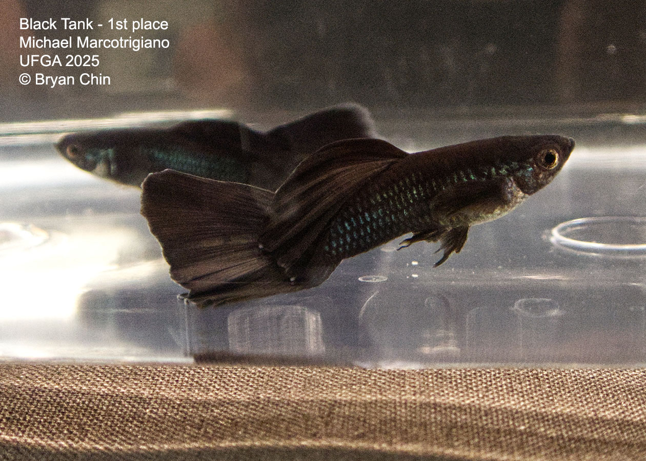Guppy Black Moscow
